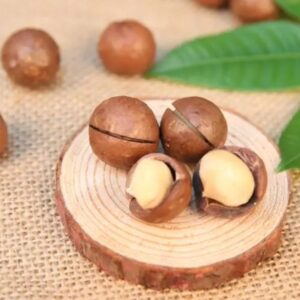 Top Quality Fresh Healthy Wholesale Delicious Dried Macadamia Nut